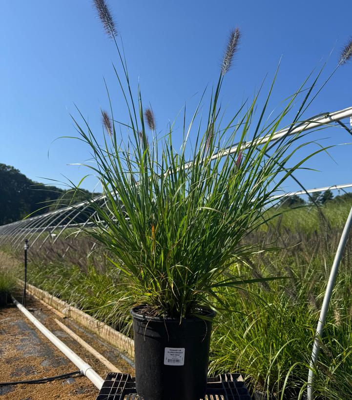 Pennisetum alopecuroides Red Head