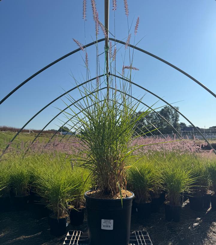 Pennisetum orientale Karley Rose
