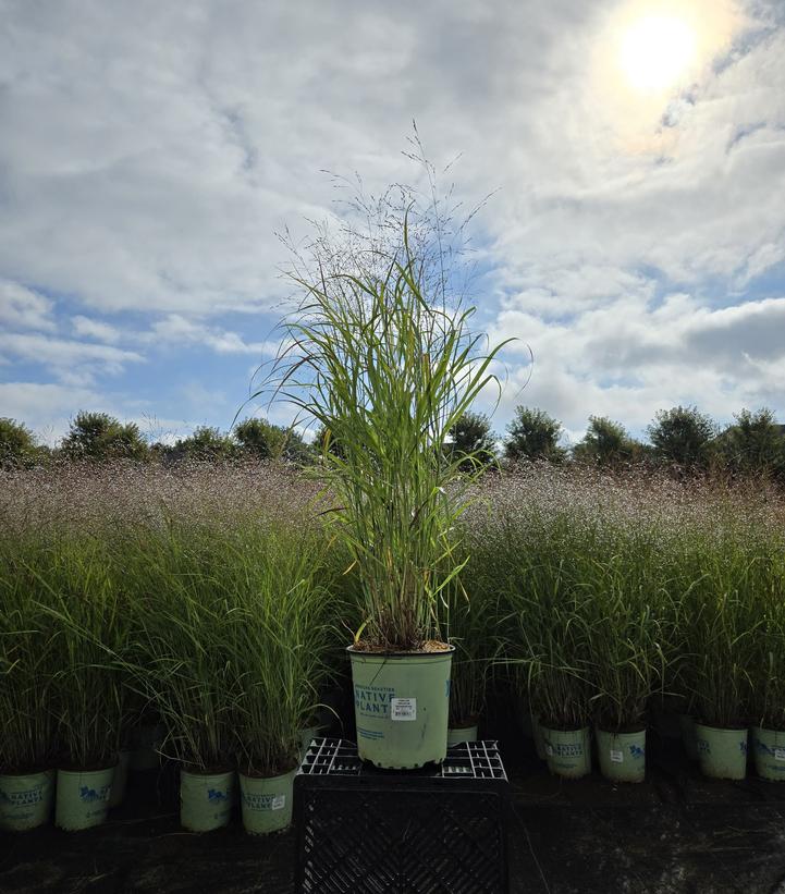Panicum virgatum Shenandoah