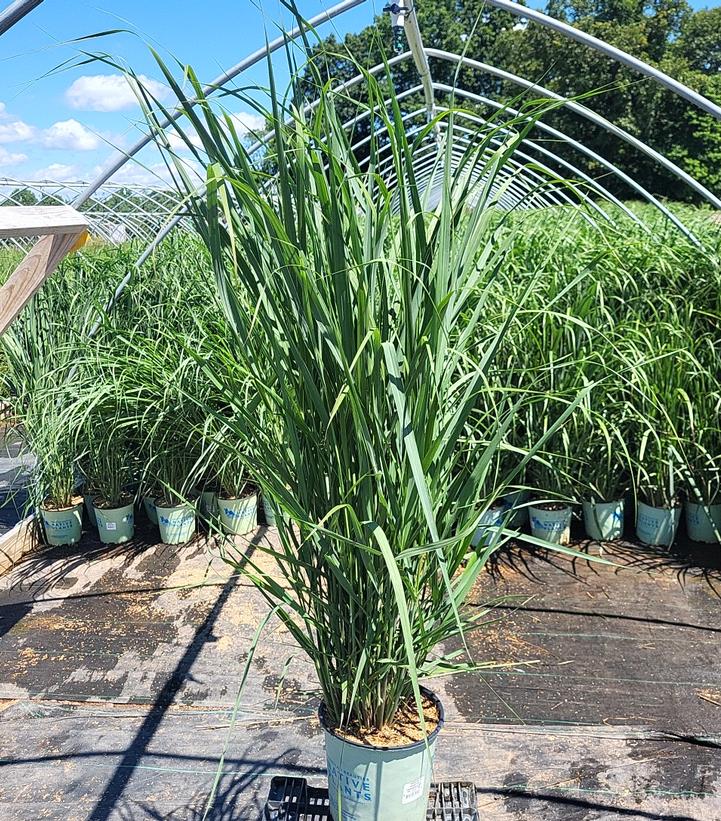 Panicum virgatum Thundercloud