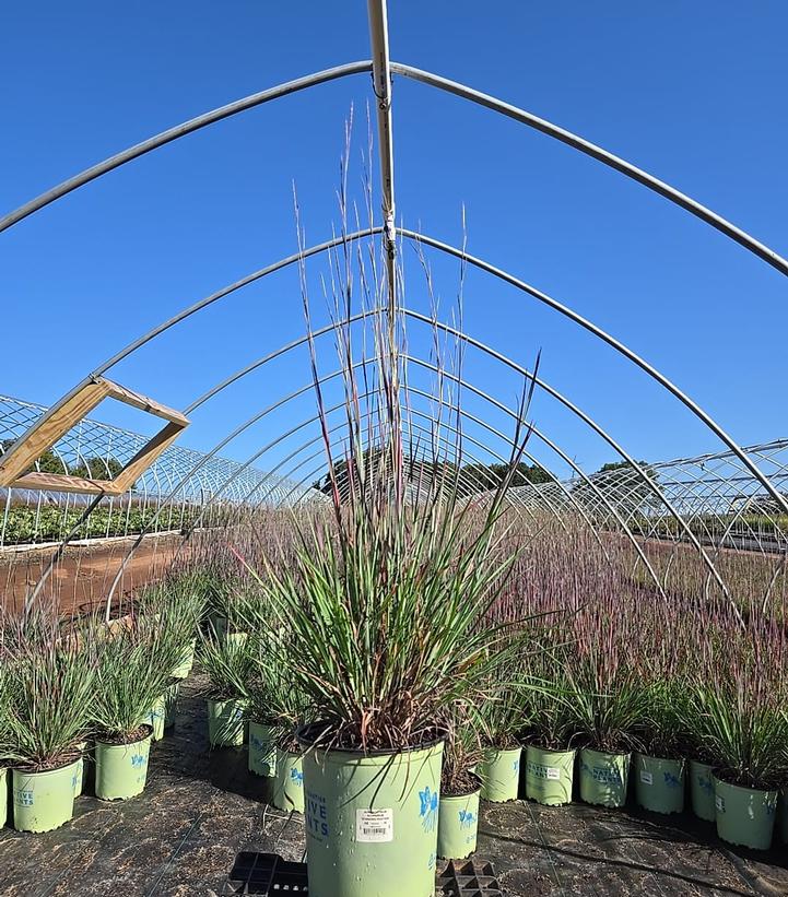 Schizachyrium scoparium 'Standing Ovation'