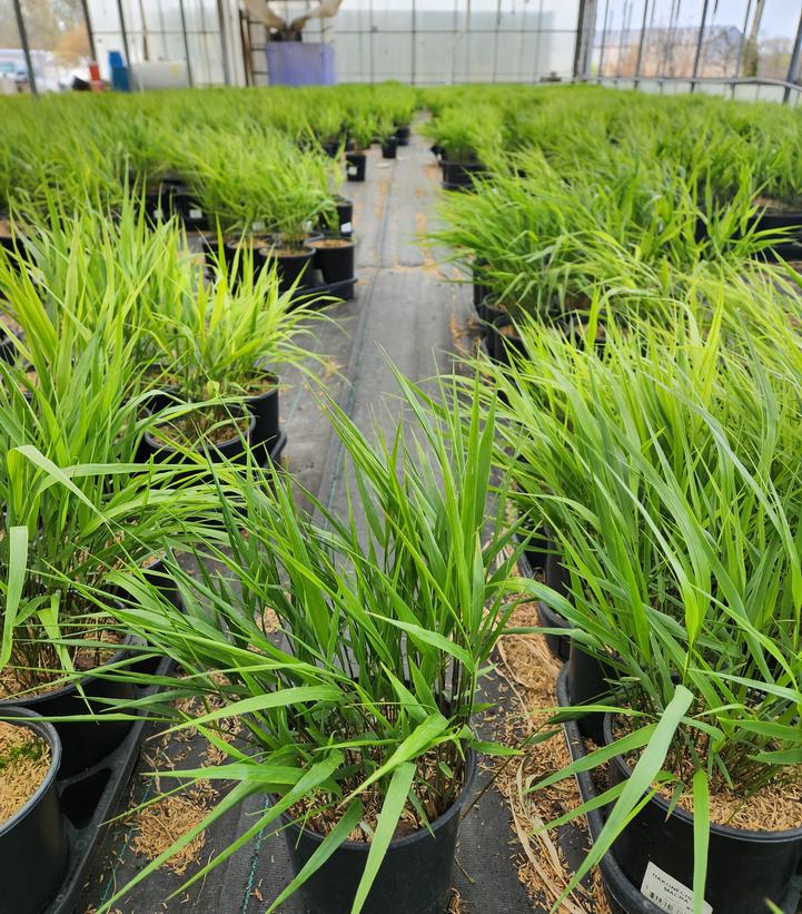 Hakonechloa macra 
