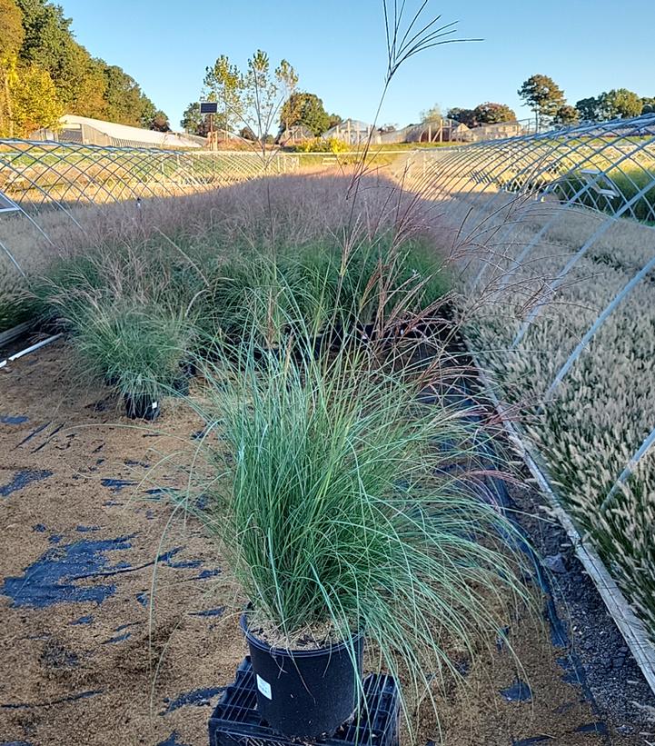 Miscanthus sinensis Adagio