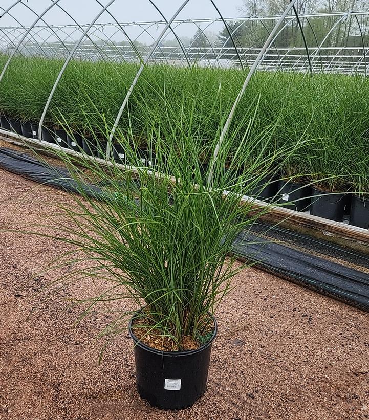 Miscanthus sinensis 'Gracillimus'