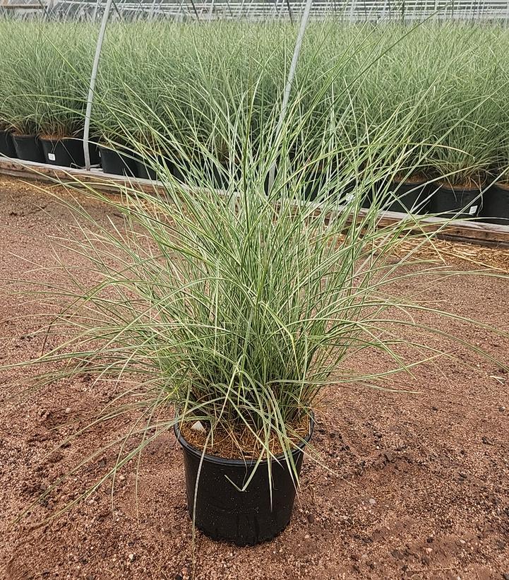 Miscanthus sinensis Morning Light
