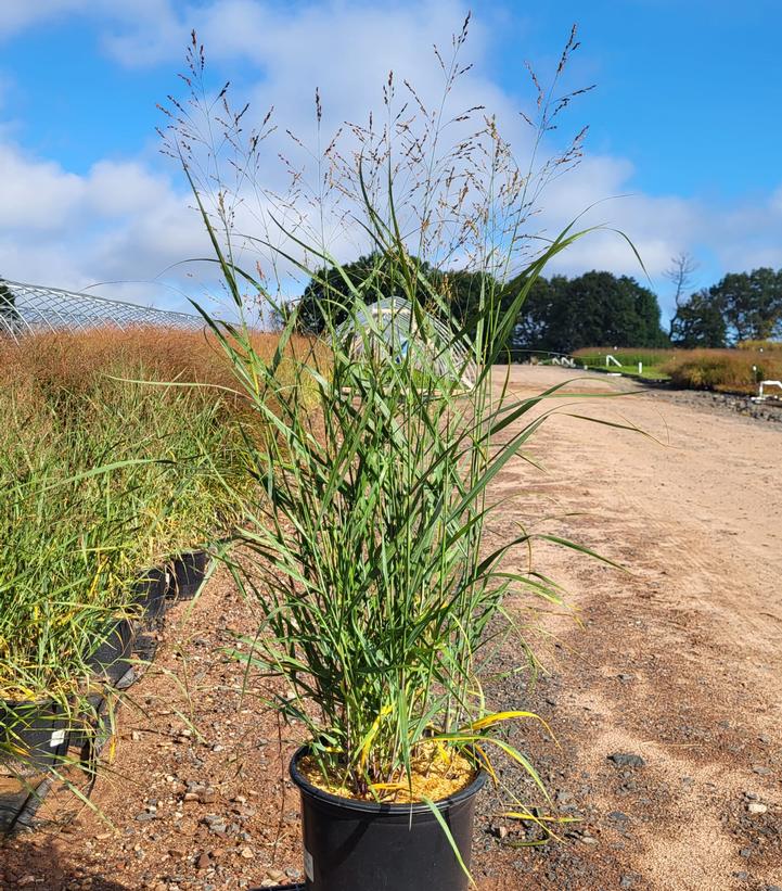 Panicum virgatum Heavy Metal