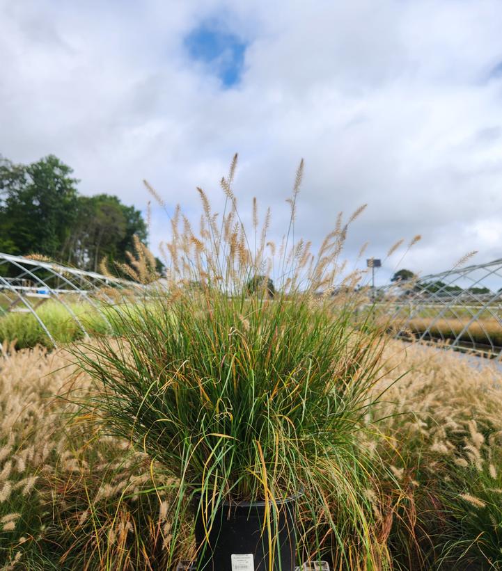 Pennisetum alopecuroides Hameln