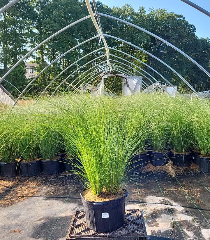 Miscanthus sinensis 'Gracillimus'