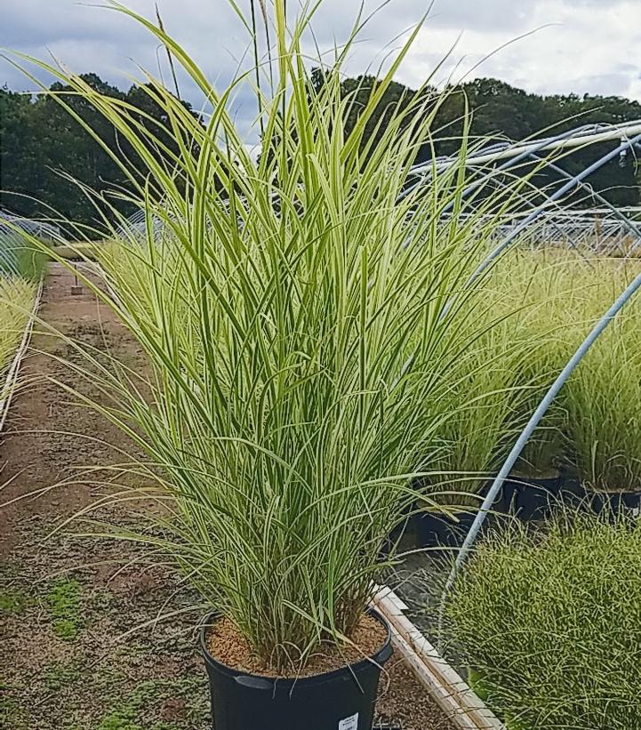Miscanthus sinensis 'Rigoletto'