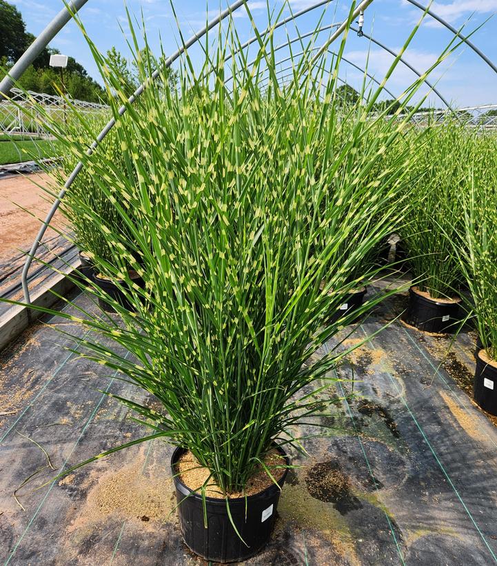 Miscanthus sinensis Strictus
