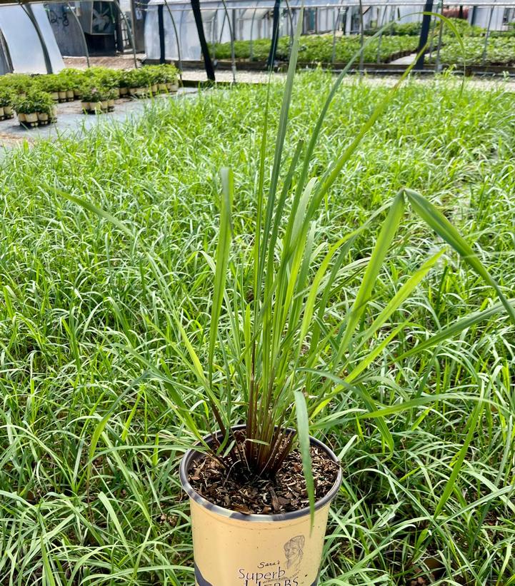 Cymbopogon citratus 