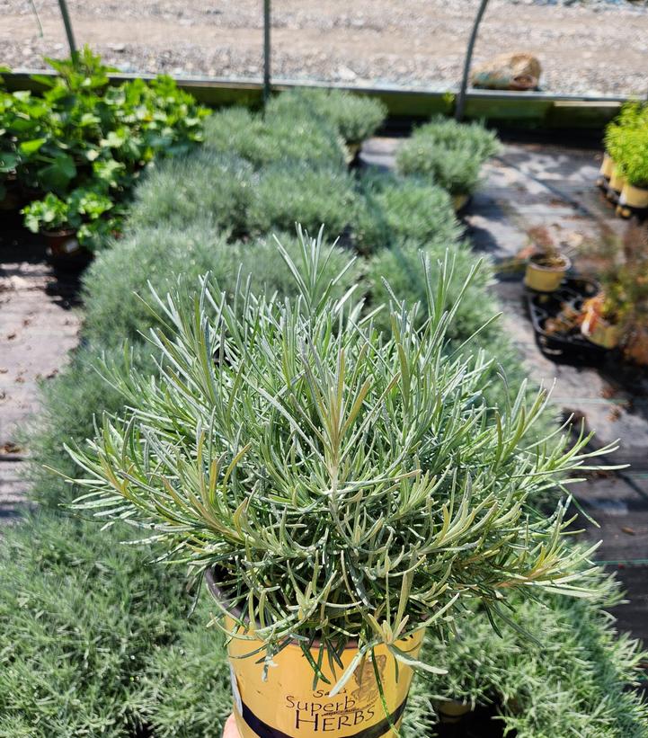 Helichrysum angustifolium 