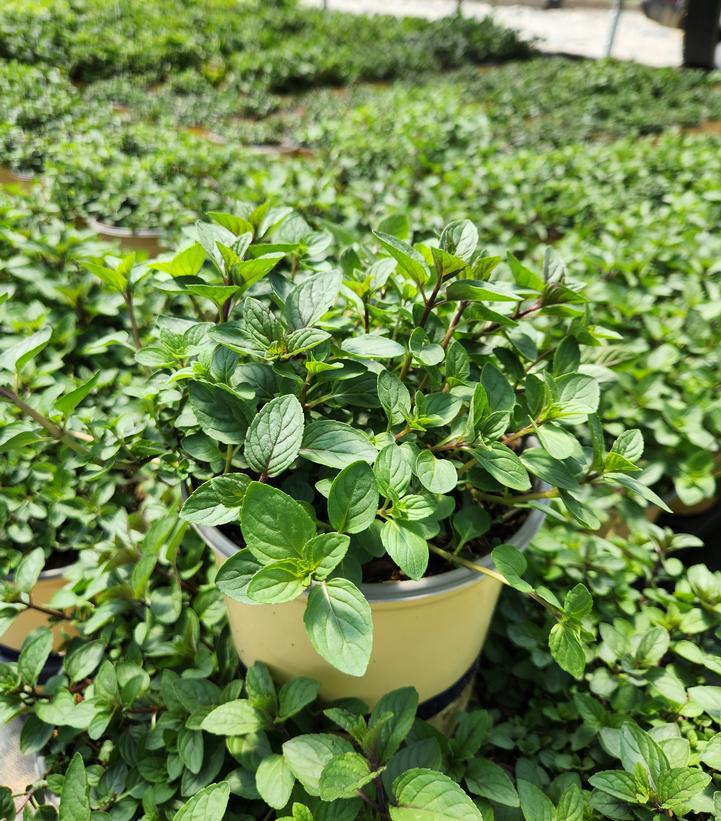 Mentha x piperita 