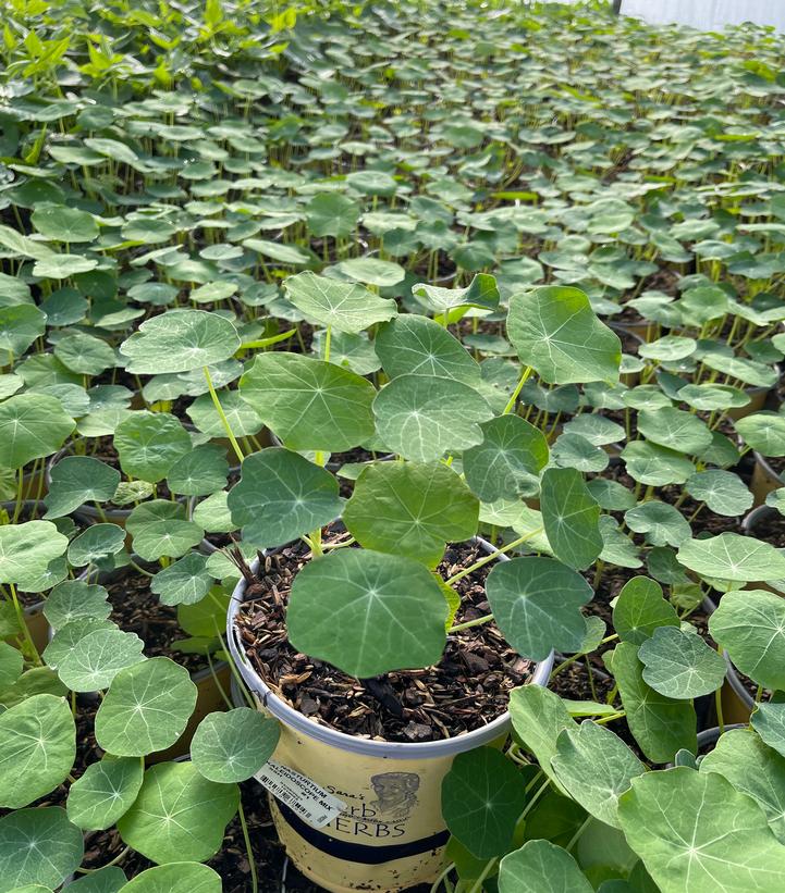 Tropaeolum majus 'Kaleidoscope Mix'