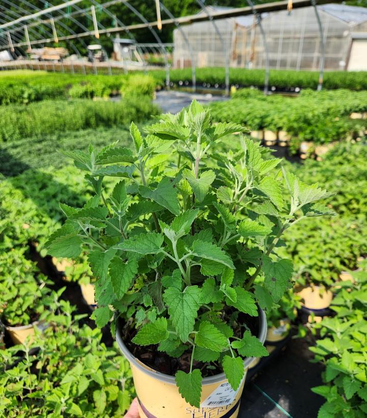 Nepeta cataria 