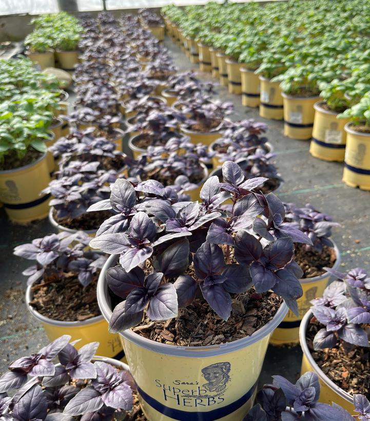 Ocimum basilicum Red Rubin