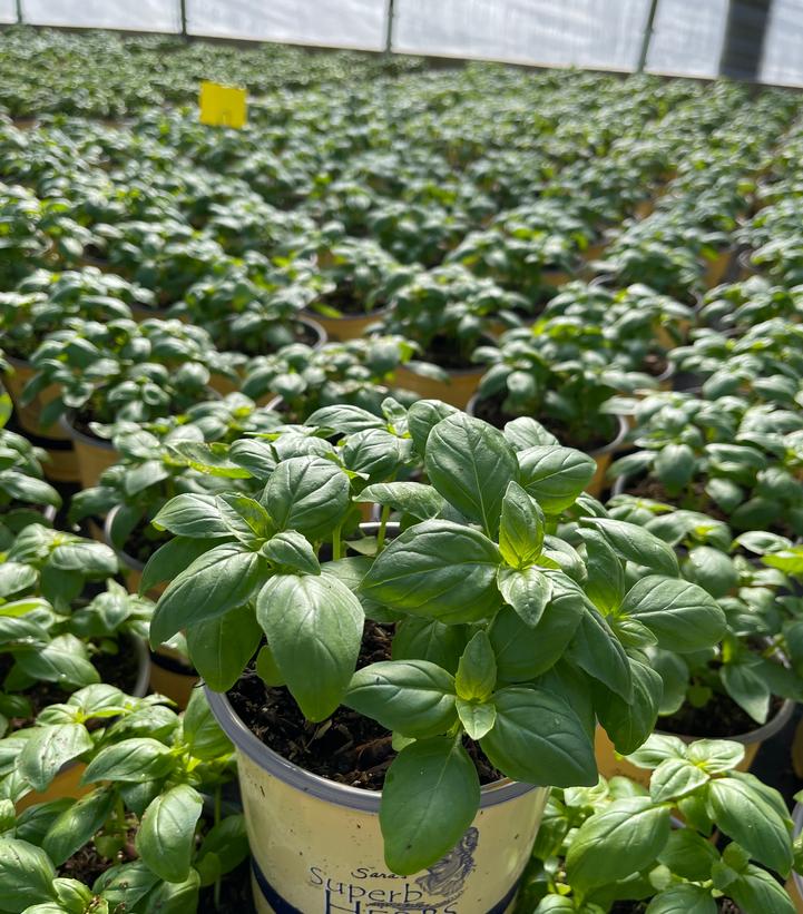 Ocimum Sweet Italian Large Leaf