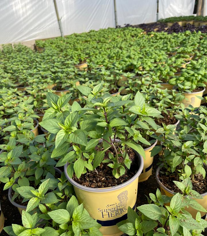 Ocimum Sweet Thai