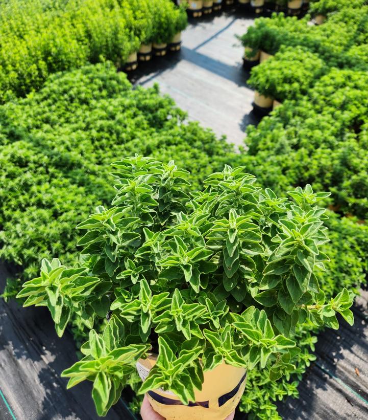 Origanum v.s. hirtum 