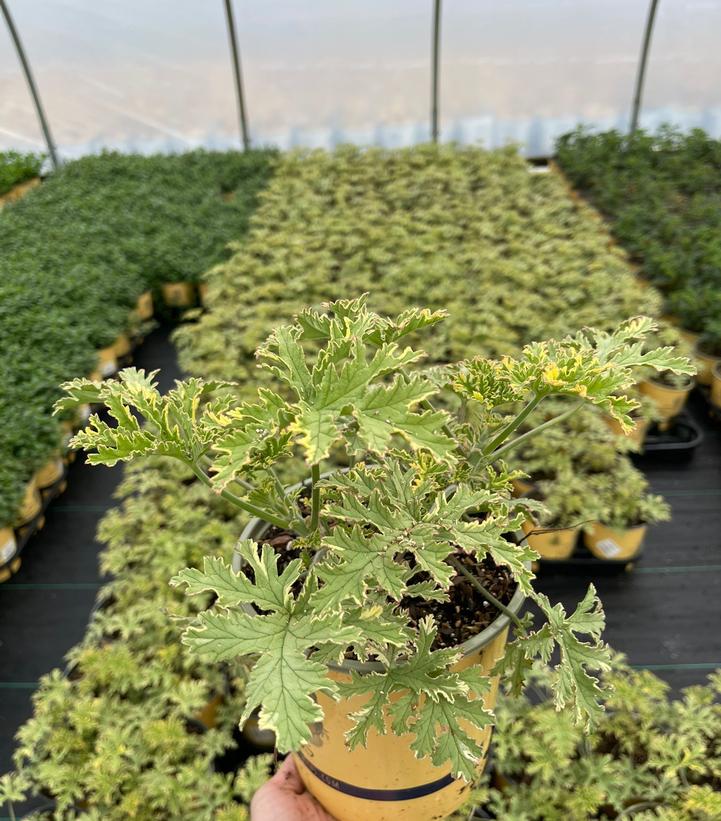 Pelargonium citrosa Lady Plymouth