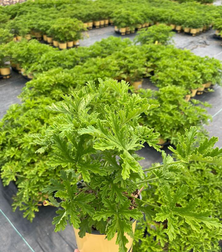 Pelargonium citrosa 