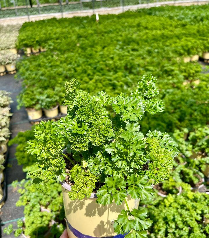 Petroselinum c. Triple Curly