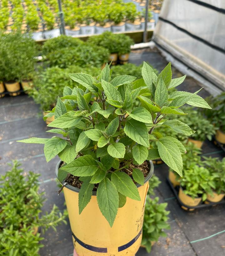 Salvia elegans 