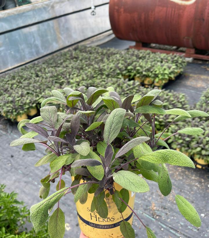 Salvia officinalis 'Purpurescens'