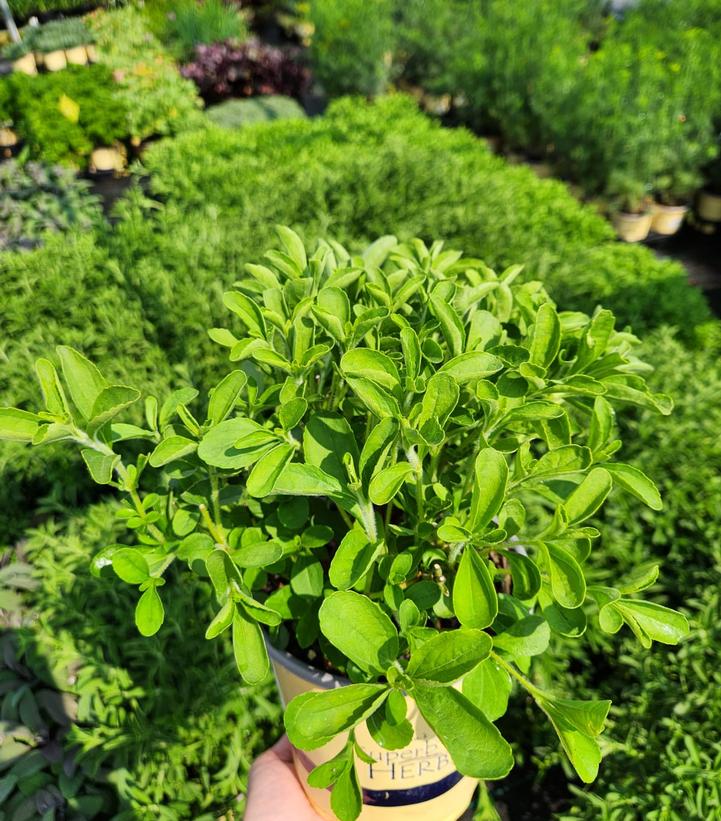 Stevia rebaudiana 