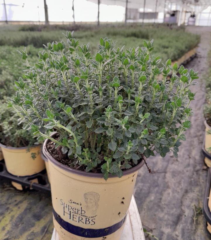 Teucrium chamaedrys 
