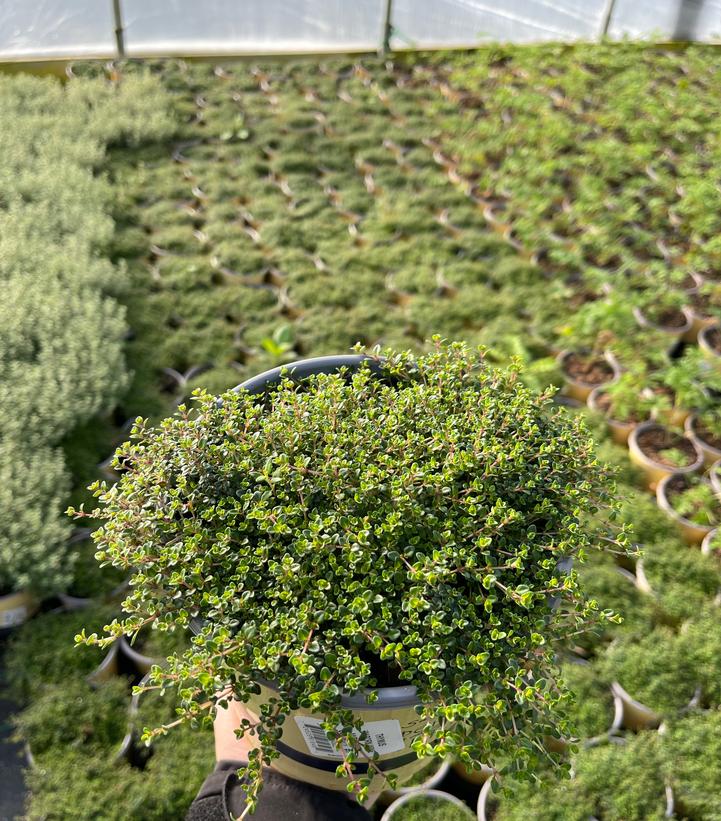 Thymus vulgaris 'Caborn Wine & Roses'