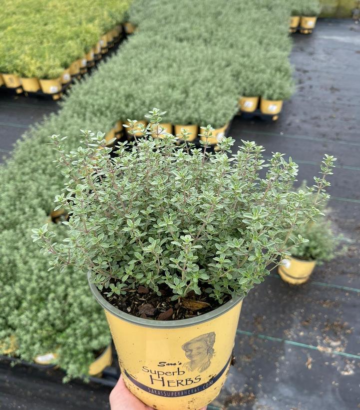 Thymus citriodorus 'Argenteus'