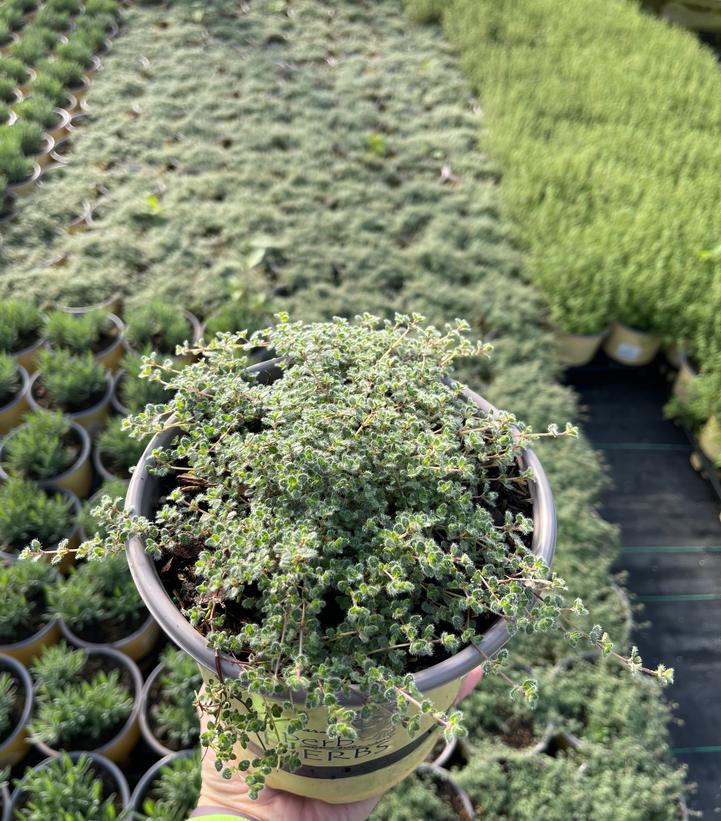 Thymus pseudolanuginosus 
