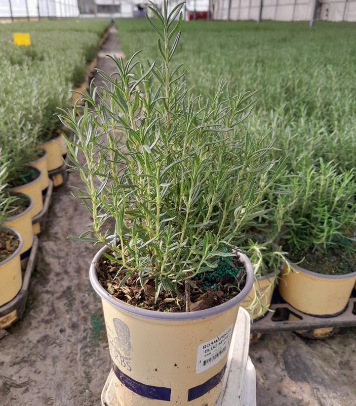 Rosmarinus 'Blue Spire'