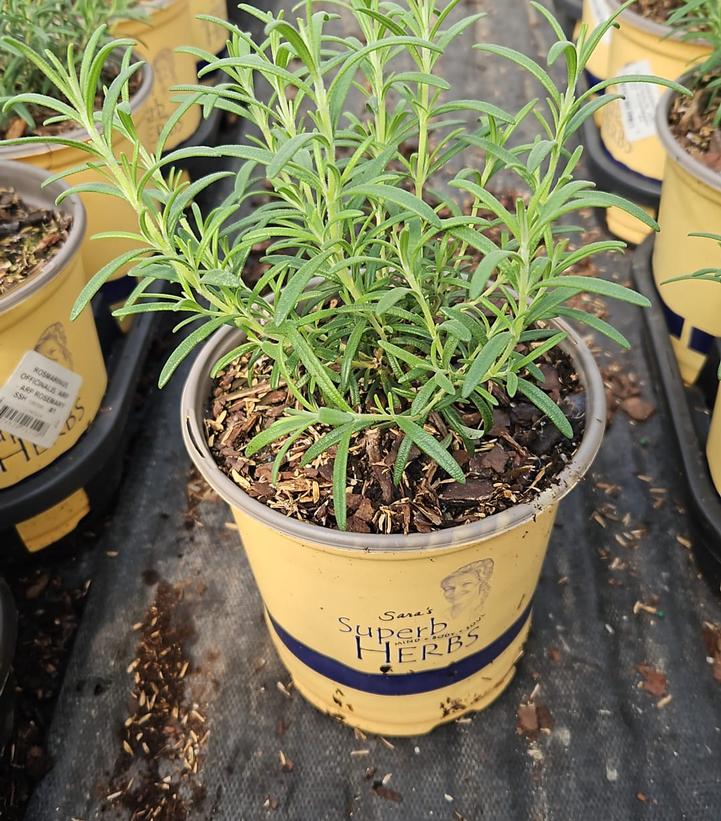 Rosmarinus officinalis 'Arp'