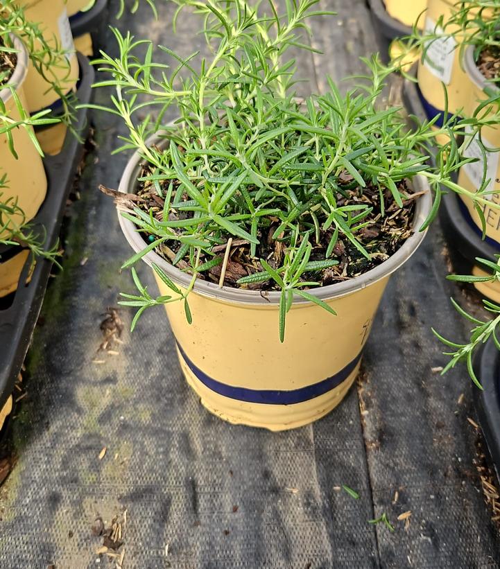 Rosmarinus officinalis 'Prostratus'