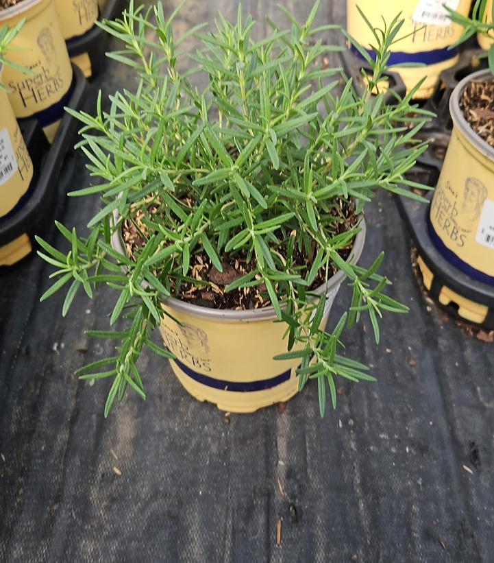 Rosmarinus officinalis 'Salem'