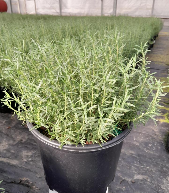 Rosmarinus officinalis Tuscan Blue