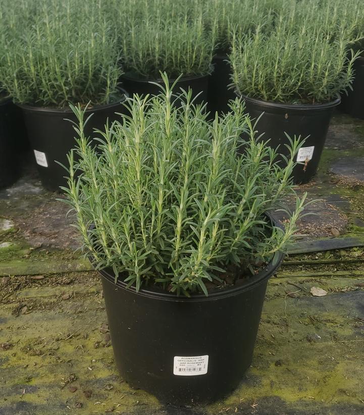 Rosmarinus officinalis 'Arp'