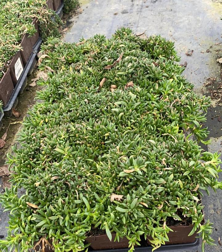 Delosperma x Fire Spinner®