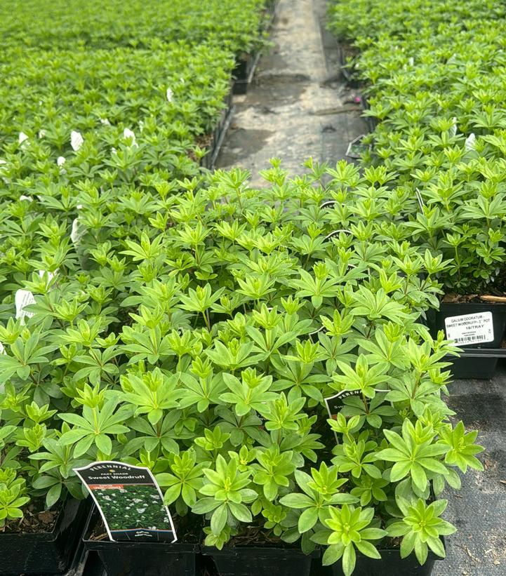 Galium odoratum 