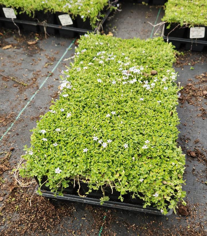 Isotoma fluviatilis 