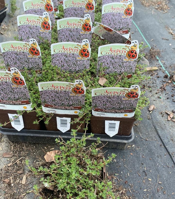 Thymus praecox 'Pink Chintz'
