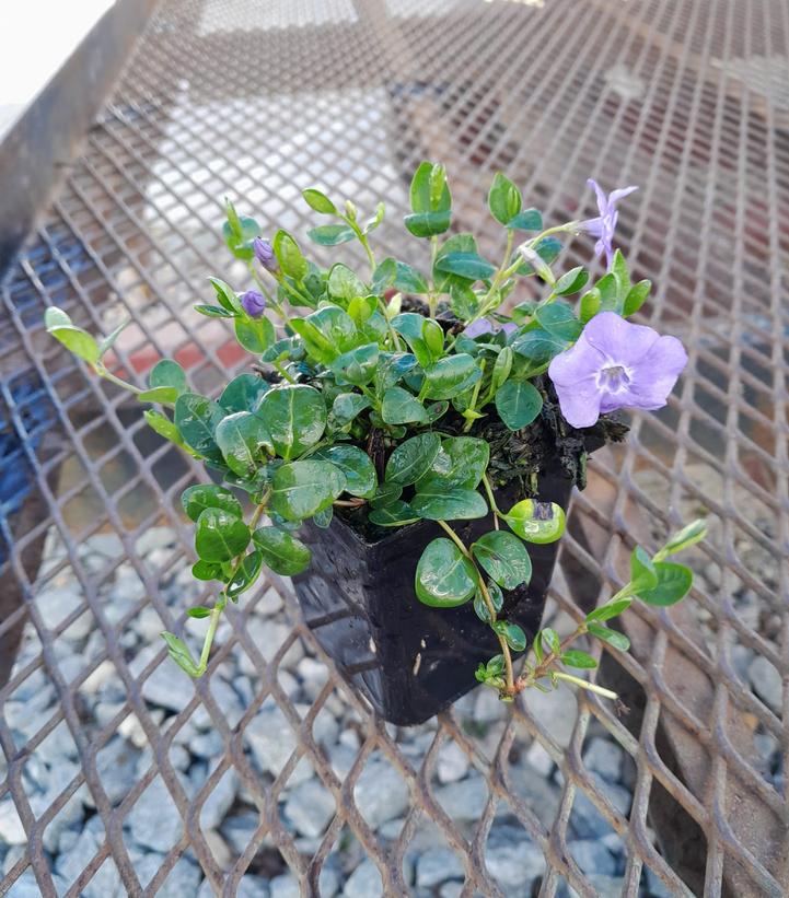 Vinca minor 'Darts Blue'