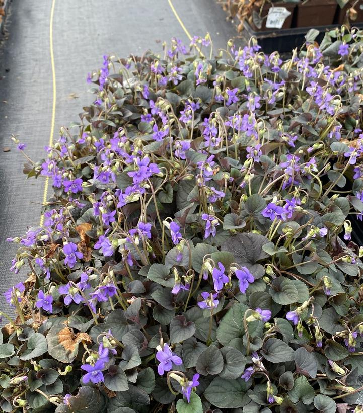 Viola labradorica 