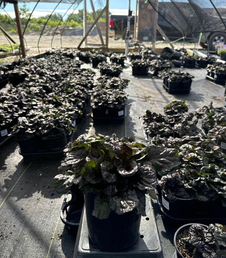 Ajuga 'Black Scallop'