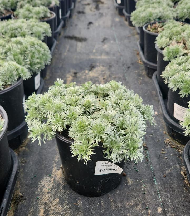 Artemisia schmidtiana Silvermound