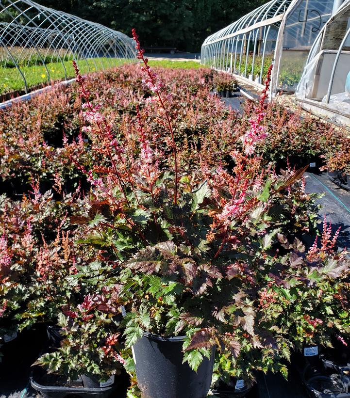 Astilbe x 'Delft Lace'