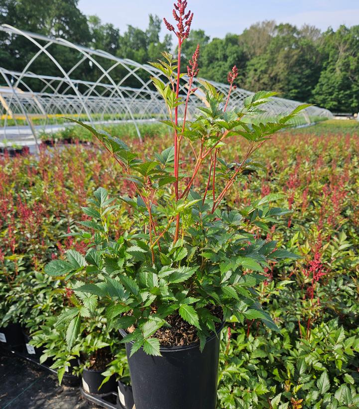 Astilbe japonica 'Montgomery'