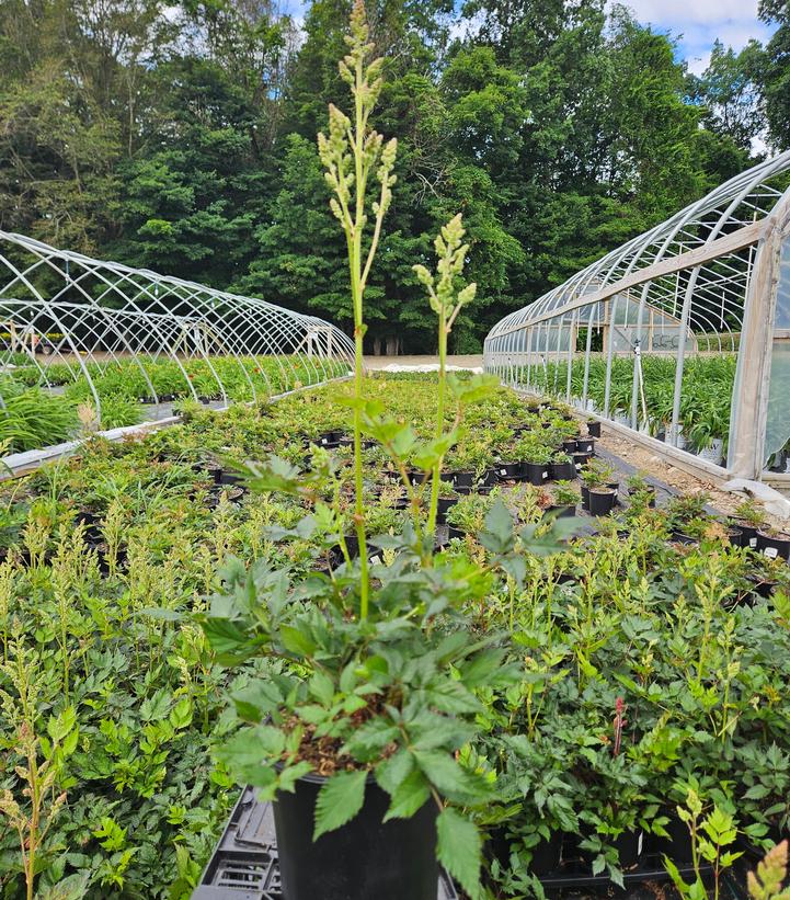 Astilbe chinensis 'Vision in White'